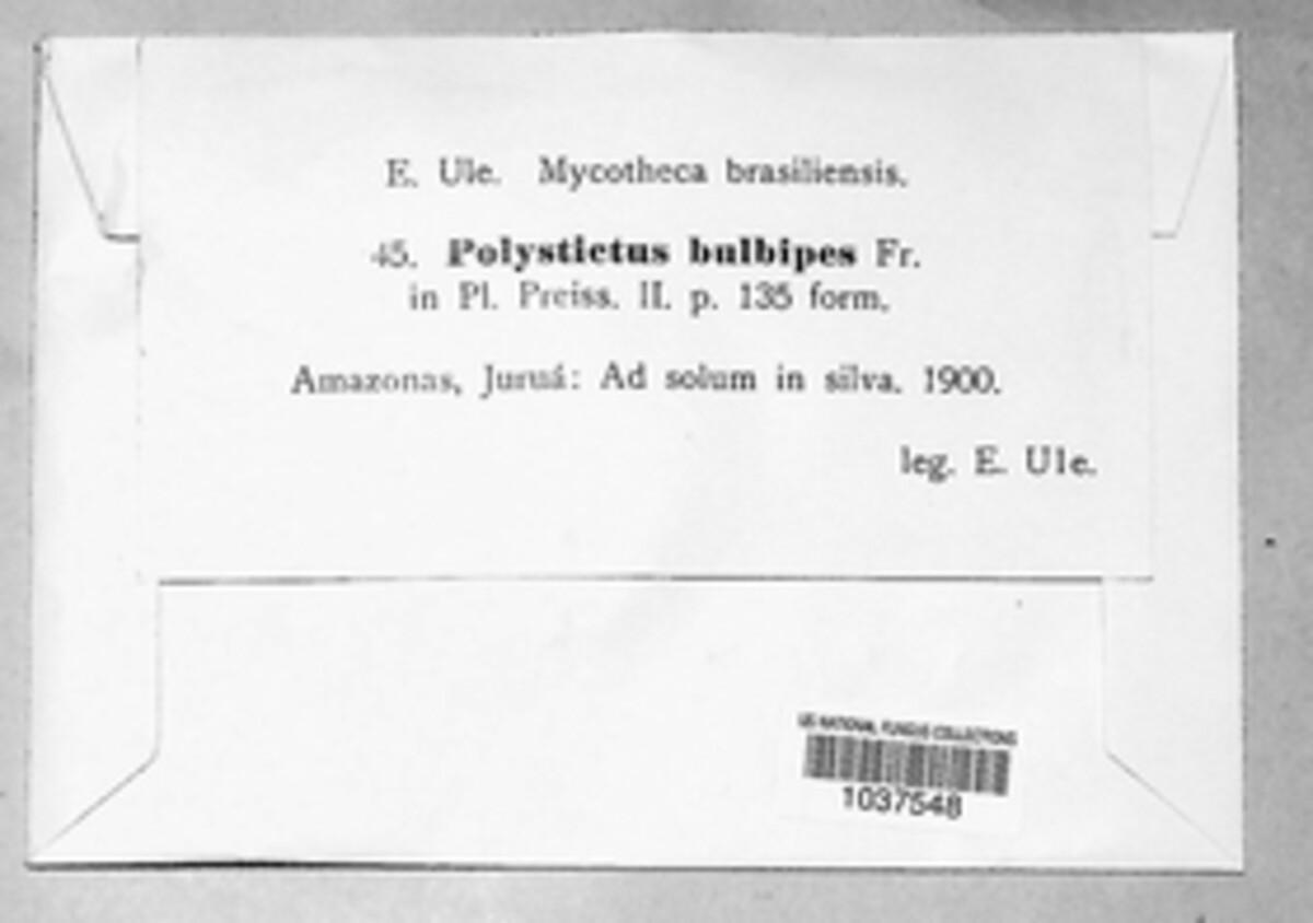 Polystictus bulbipes image